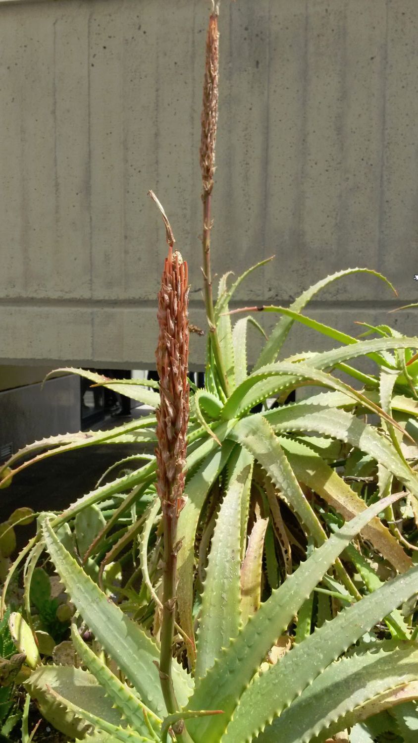 Aloe vera o aloe pubescens?